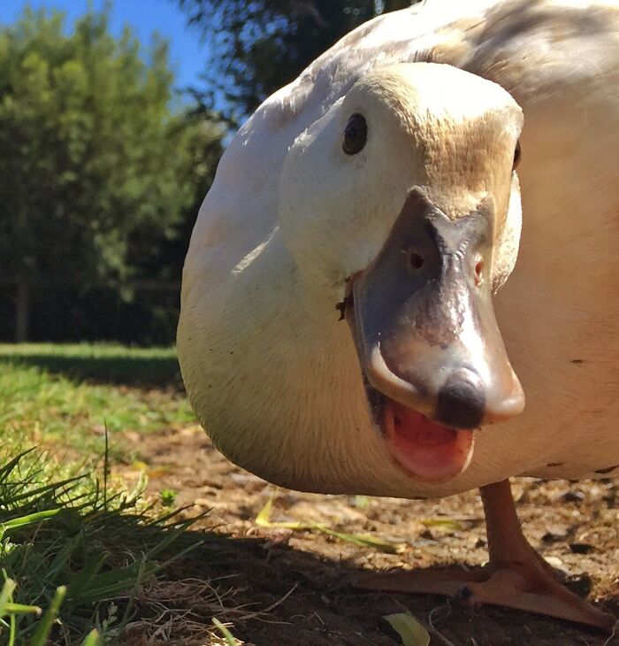 This Guy Was So Ducking Excited About My Cake Crumbs