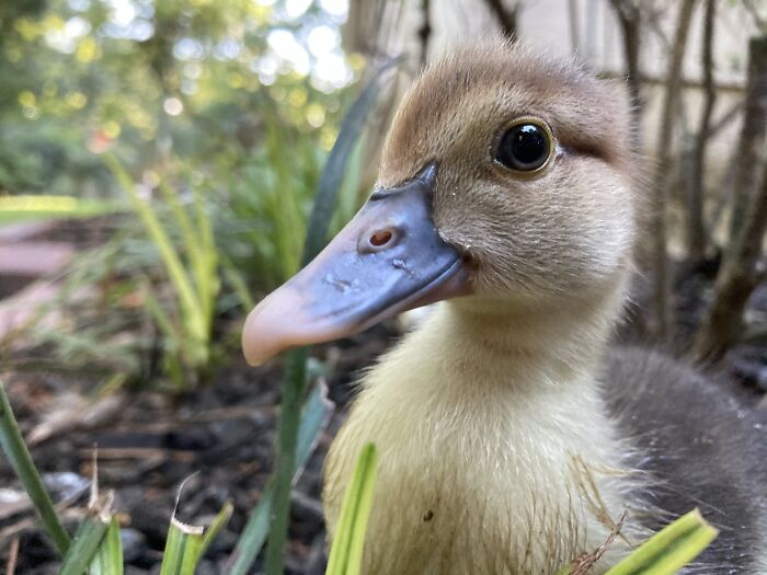 One Of Miss Ducky’s Babies