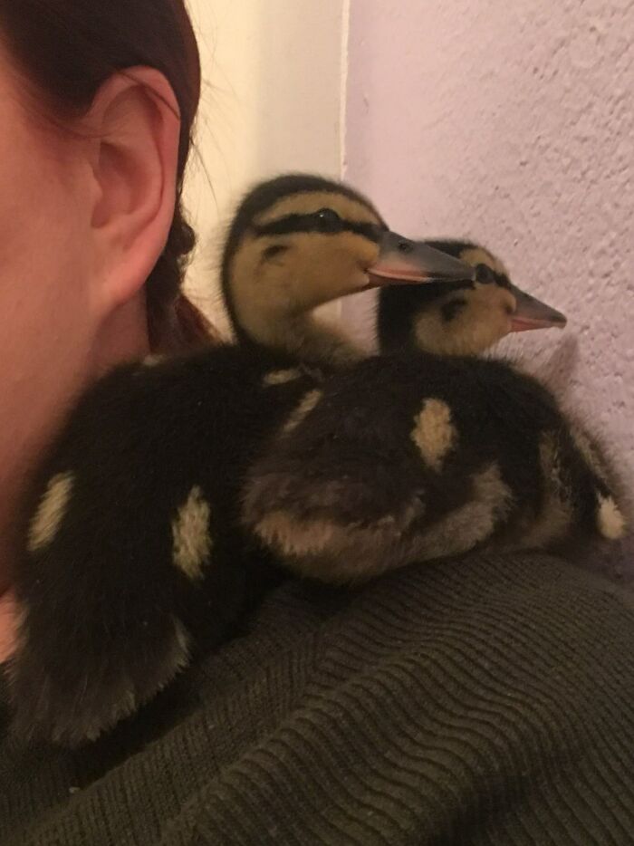 Look At My Ducks