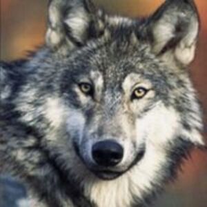 aratana_hajimari avatar