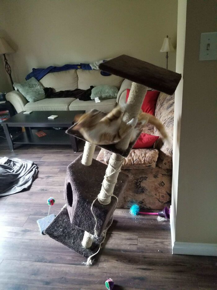 "Describe Your Cat In One Picture"