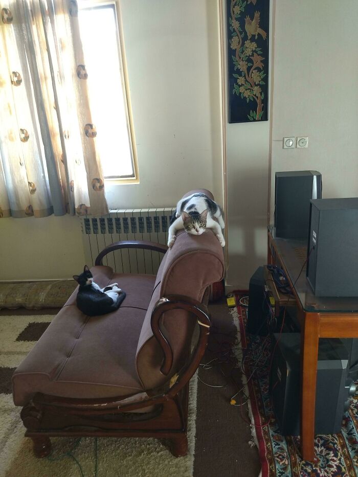 Why Does My Cat Sit Like This!?