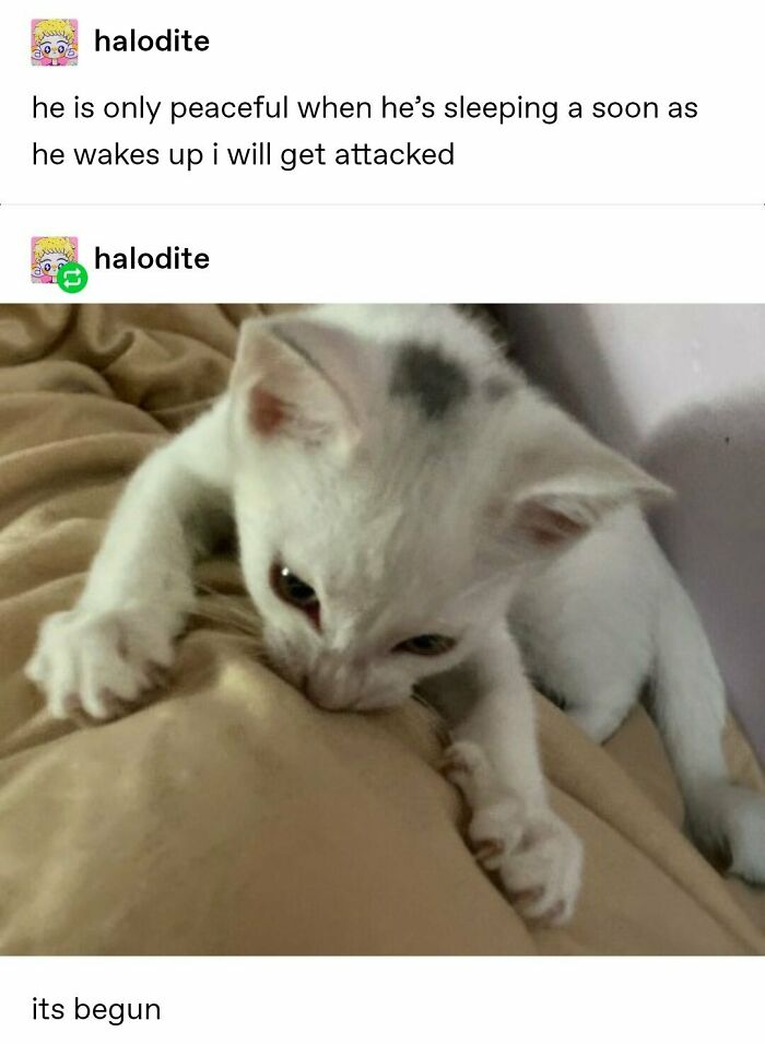 Meow_irl