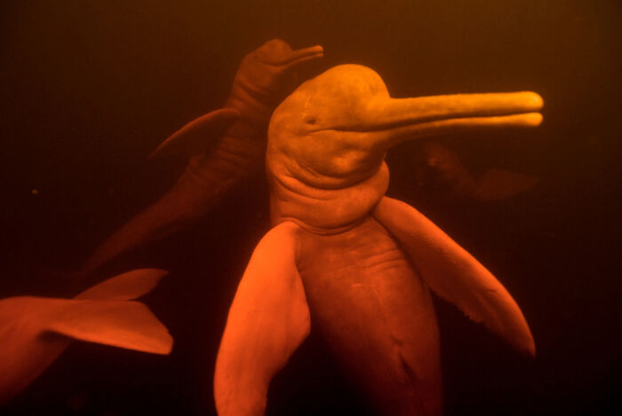 Amazon River Dolphins