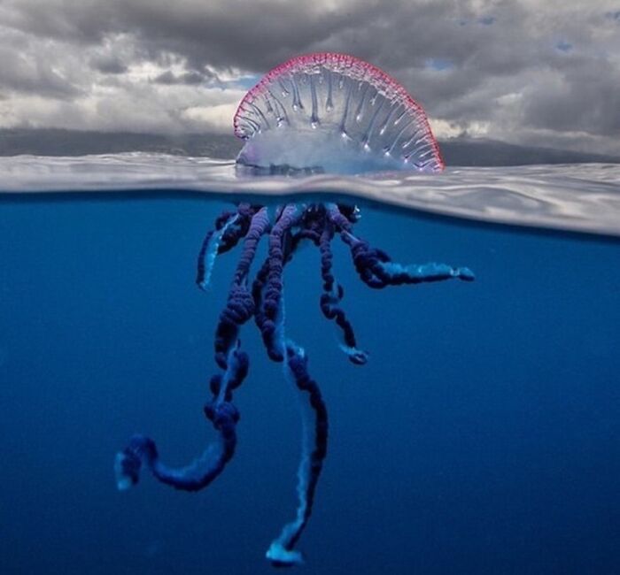 The Portuguese Man O War
