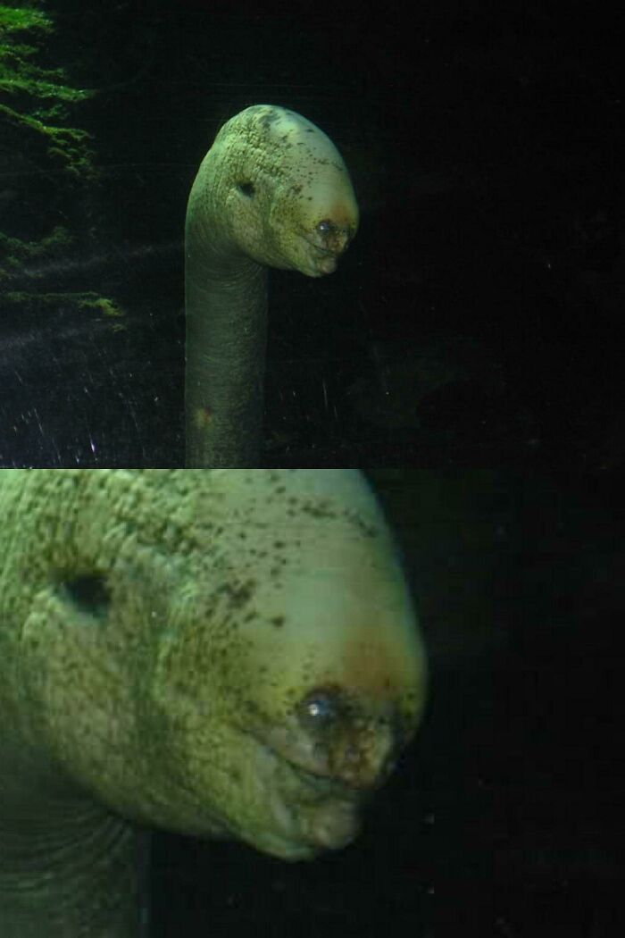 A Moray Eel With A Disfigured Face Resides In An Aquarium. That Or This Creature Is A Lovecraftian God