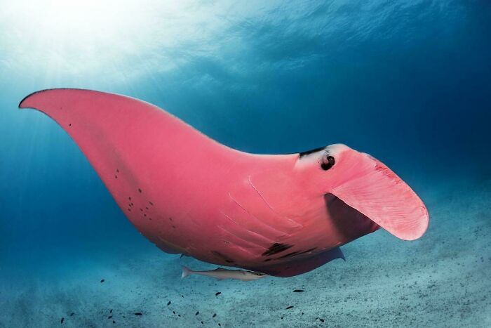 Meet "Inspector Clouseau", The World’s Only Pink Manta Ray