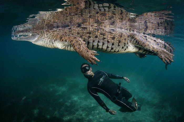 Below A Crocodile