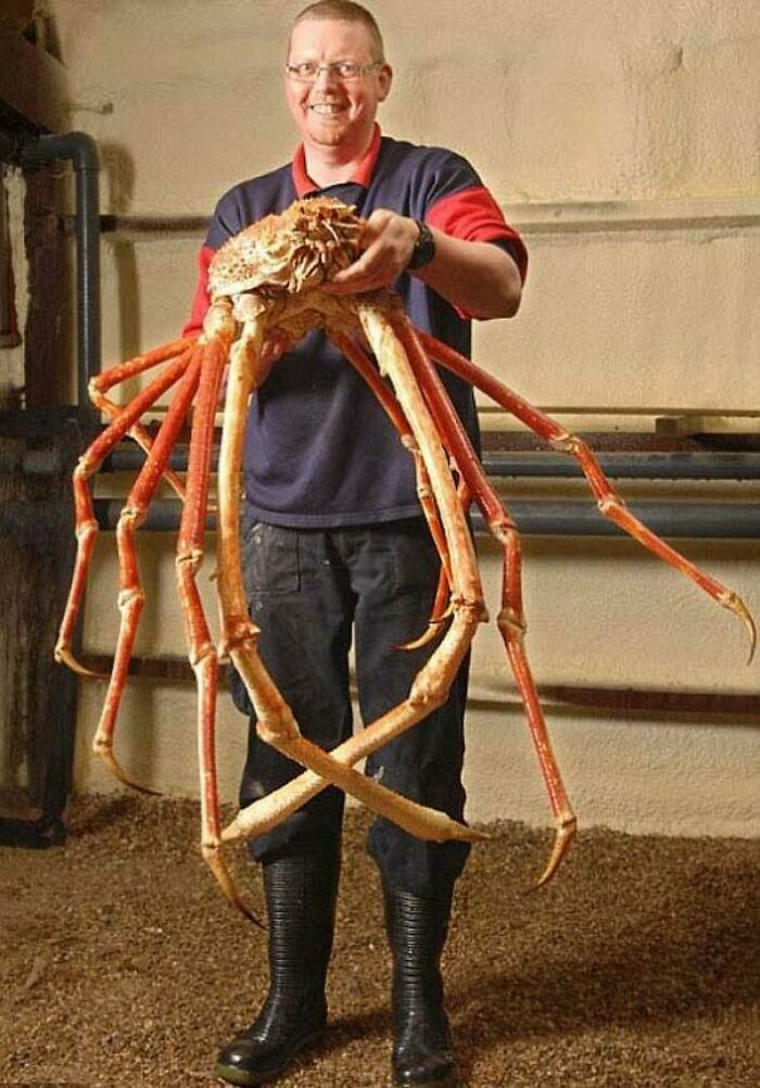 Japanese Spider Crab, Human For Scale