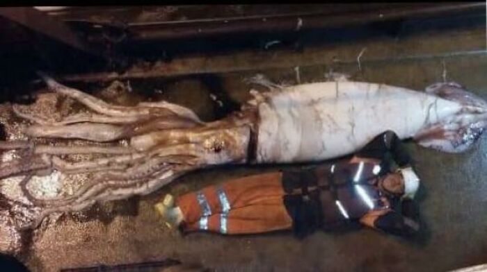 A Giant Squid We Pulled Up In Our Nets