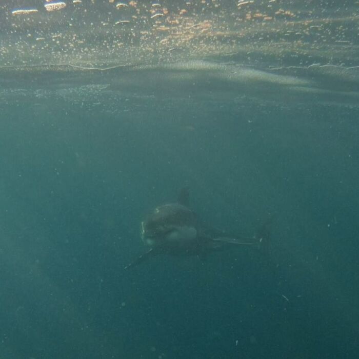 I Made A Friend Who Wants To Be A Great White Shark Diver, And Says Things Like He Is Already Committed To Sacrificing His Left Arm As A Last Resort. Most Of The Pictures He Posts On His Feed Are Worthy Of This Sub