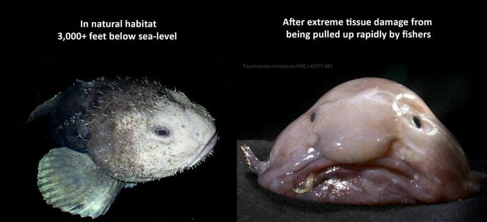 How A Blobfish (A Deep Sea Fish) Looks With And Without The Extreme Water Pressure
