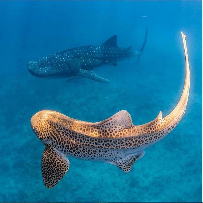 Zebra Shark And Whale Shark