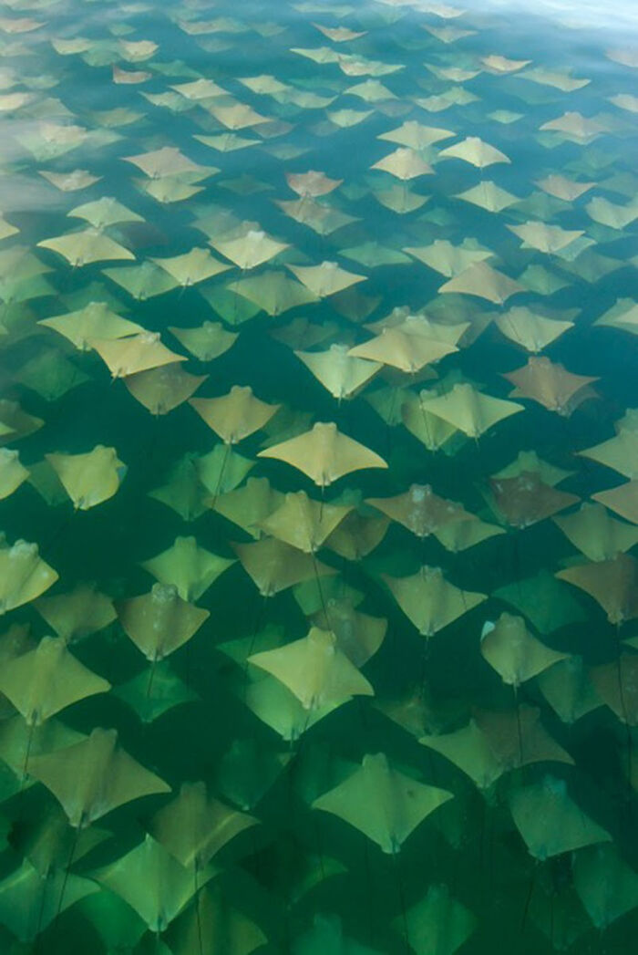 Stingray Migration