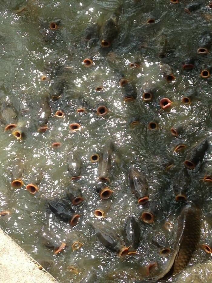 Hungry Carp Look Straight Out Of Lovecraft