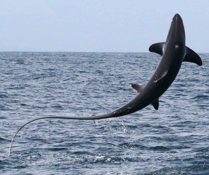 Thresher Sharks Like To Breach Often