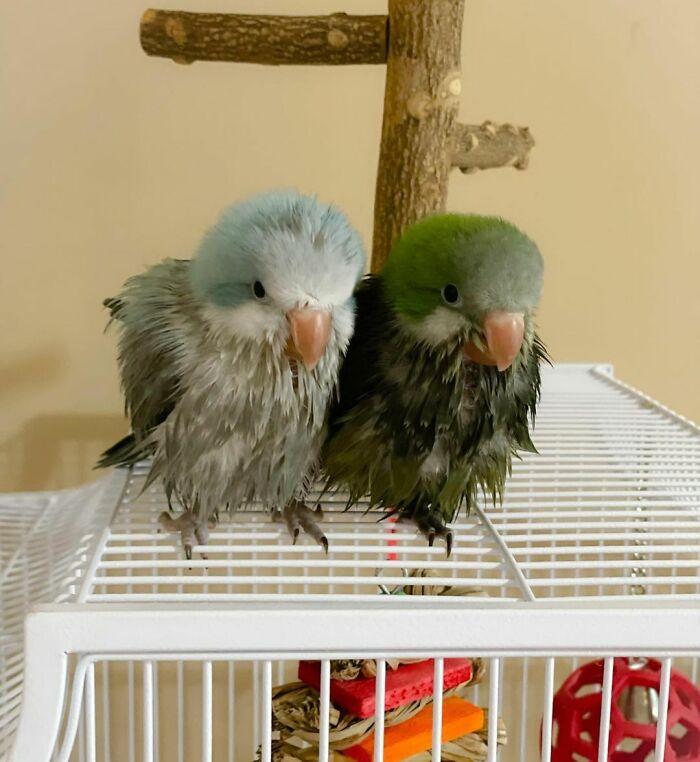 Baby Bird Bath Aftermath