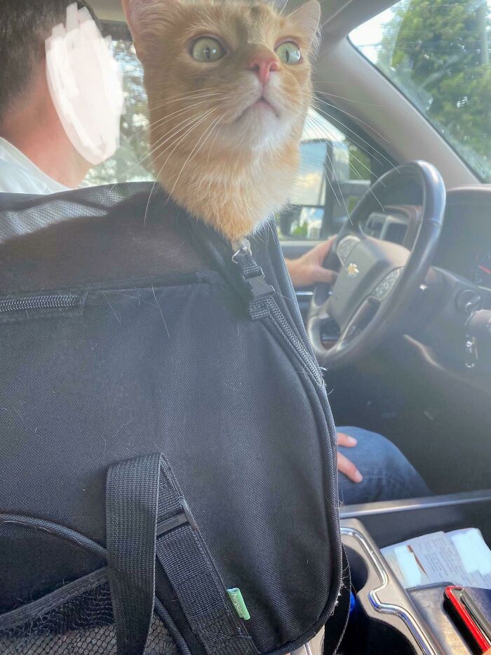 The Cat's Out Of The Bag