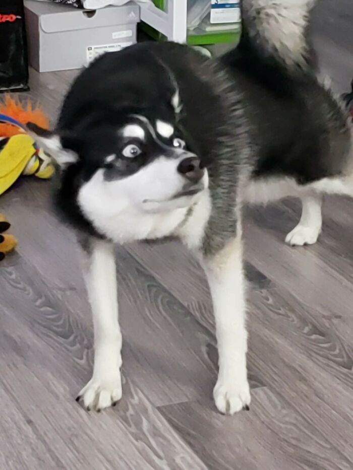 Wife Caught Our Dog Mid Stretch