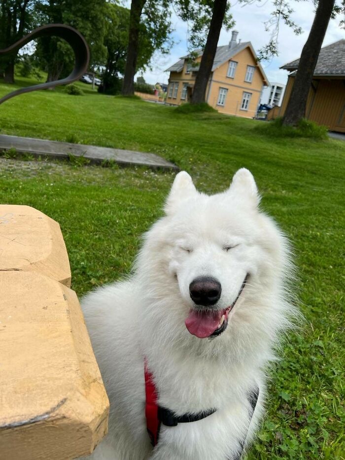 I'm Dogsitting For This Elegant Gentleman This Week. Safe To Say We're Having A Good Time