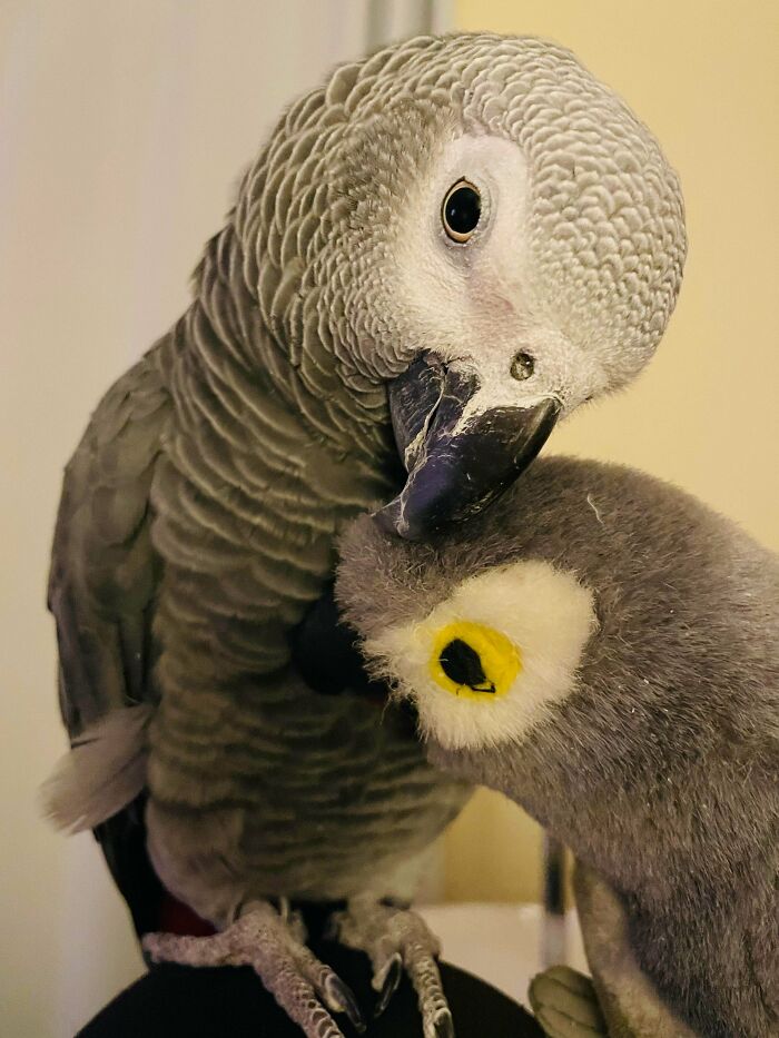 a parrot touching a toy parrot with a beak