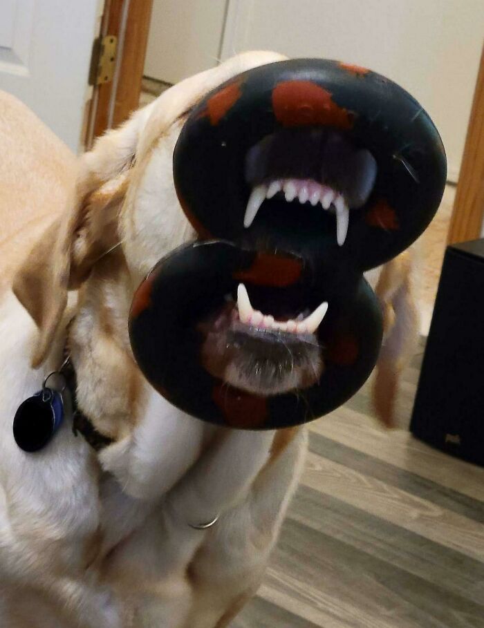 My Wife's Guide Dog Likes To Get His Nose Stuck In His Figure 8 Toy. We Help Him Get It Off An 5 Seconds Later It's Stuck Again. Trained Since He Was 4 Months Old And Still, When The Harness Comes Off The Derp Goes On