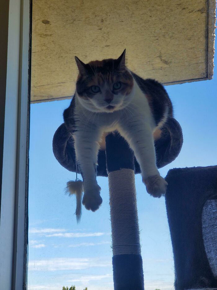 Moved It So She Can Look Out The Window