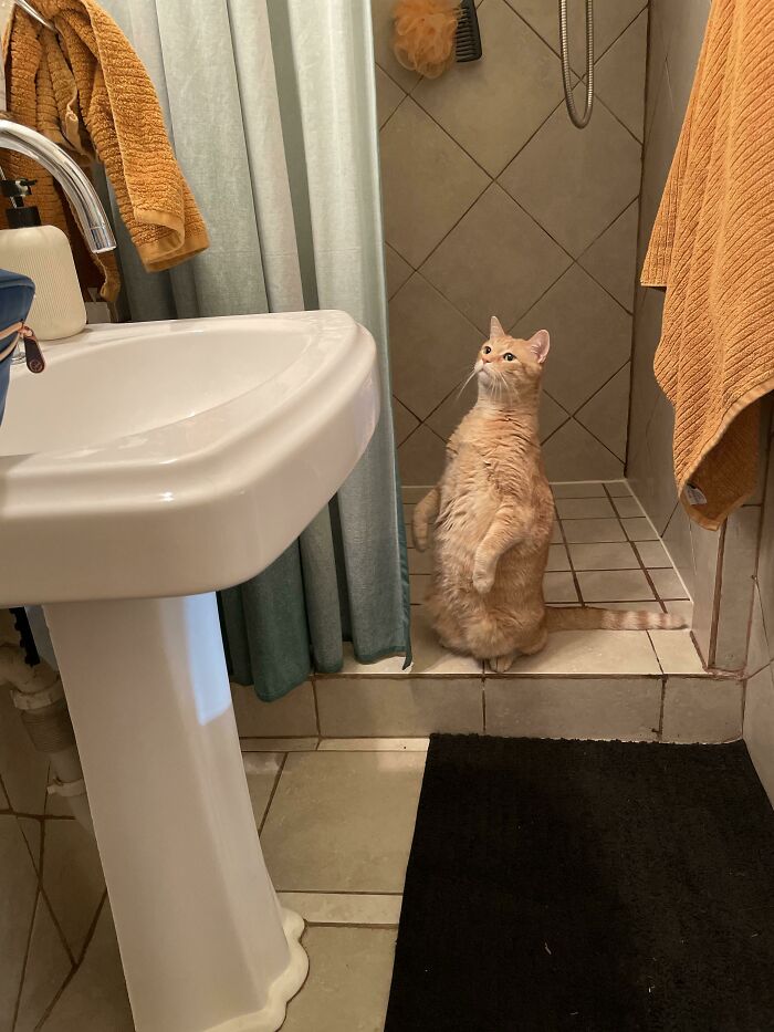 Roger Is Scoping Out How To Get To His Favorite Water Bowl.