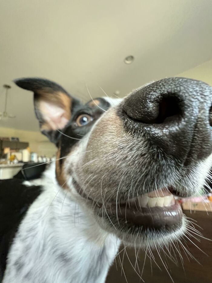 Successfully Stole A Chicken Tender Face