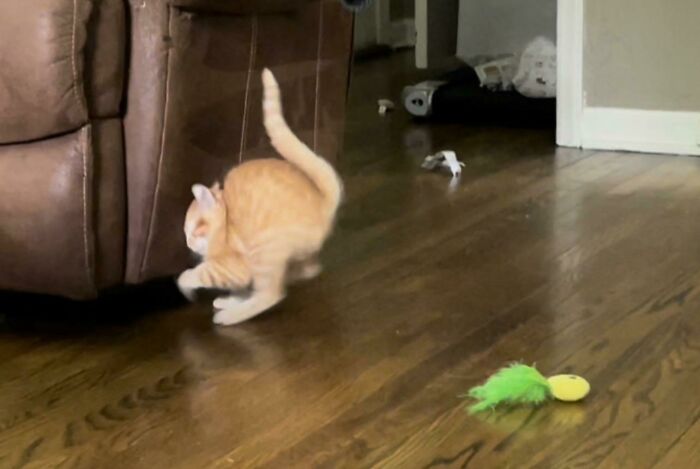 I Think The Shelter Sold Me Wile E. Coyote