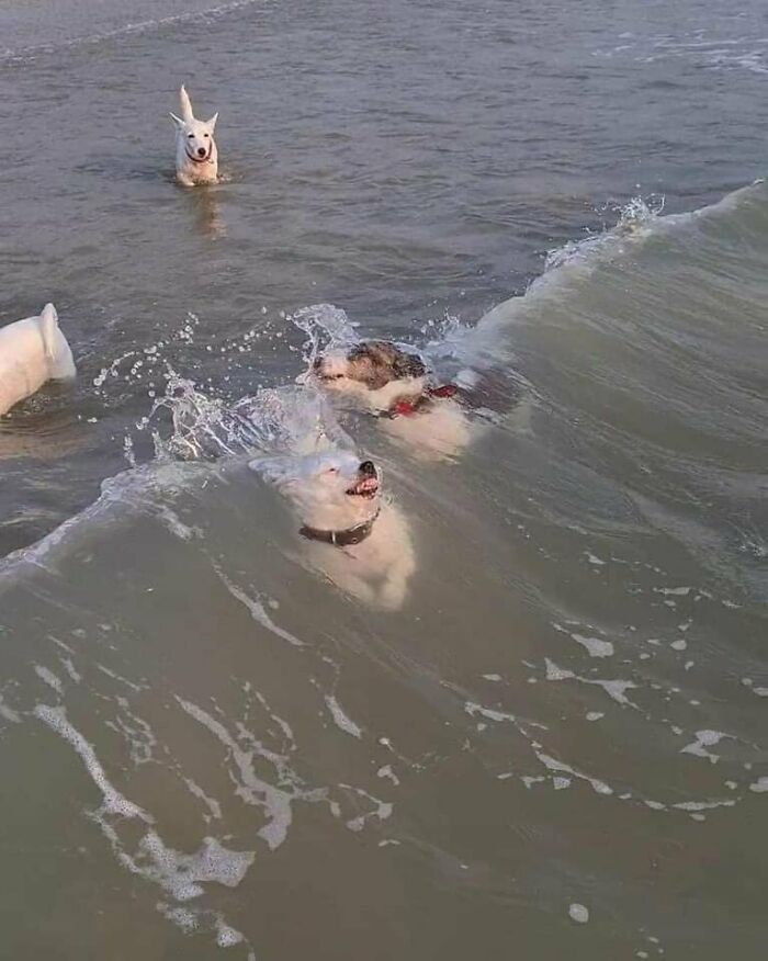 Dog vs. Wave