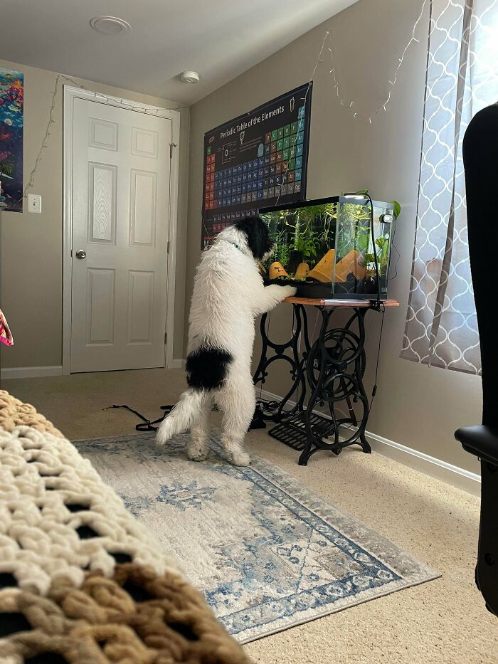 She Likes To Watch The Fishes