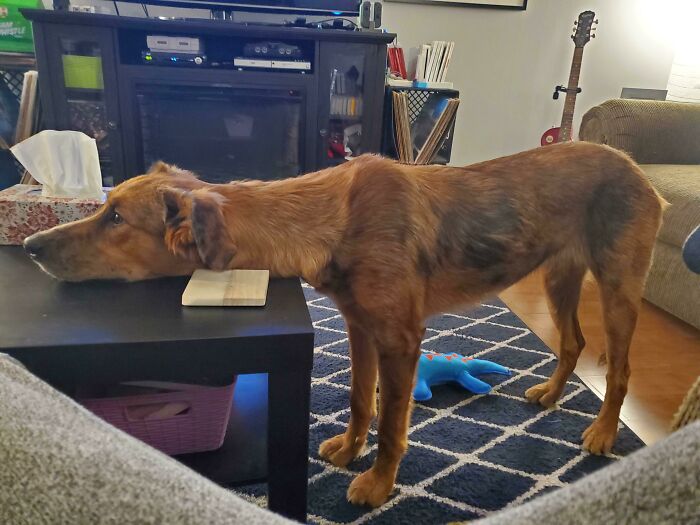 This Is How She Protests When She Can't Have Our Food.