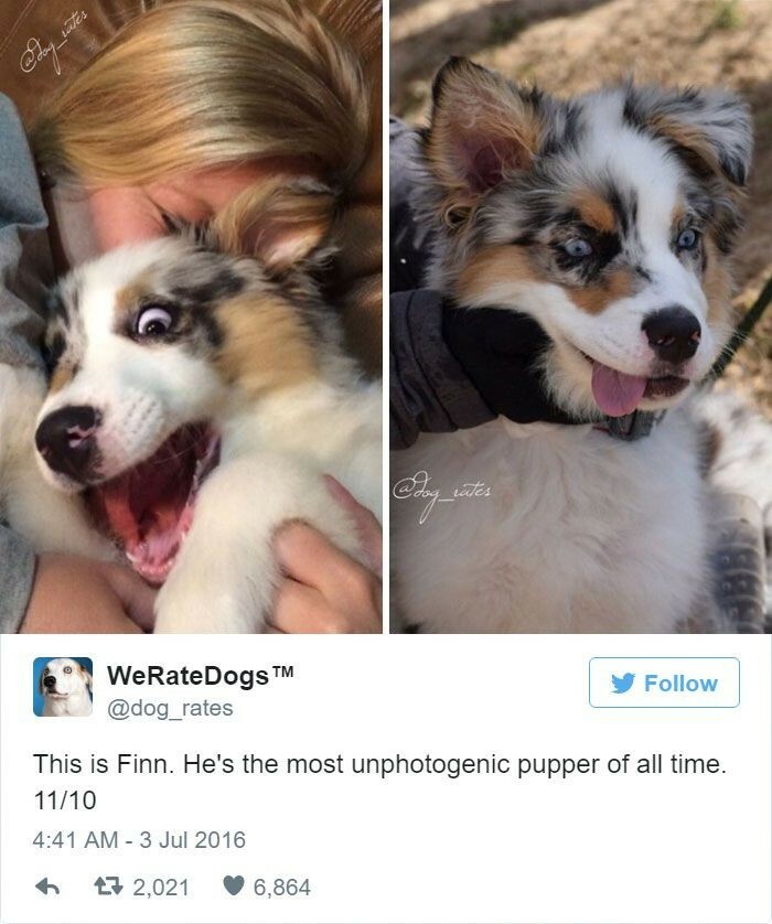 Finn Makes Photographer's Lives Interesting