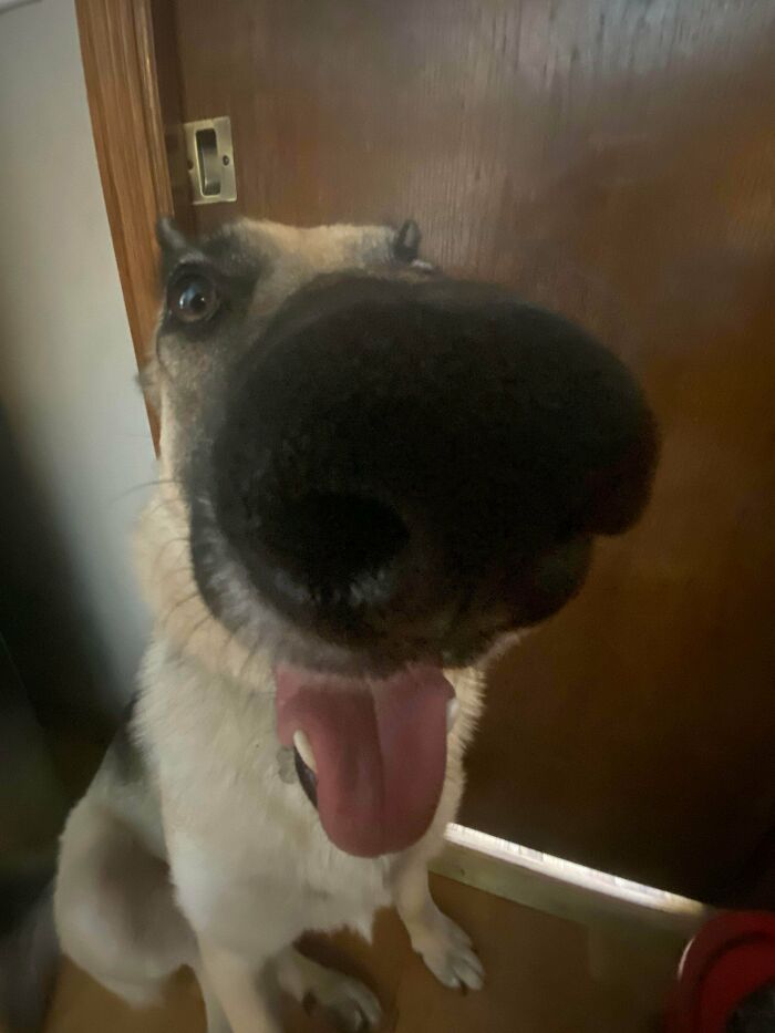 This Is What Happens When You Try To Take A Picture Of Our Dog From The Front