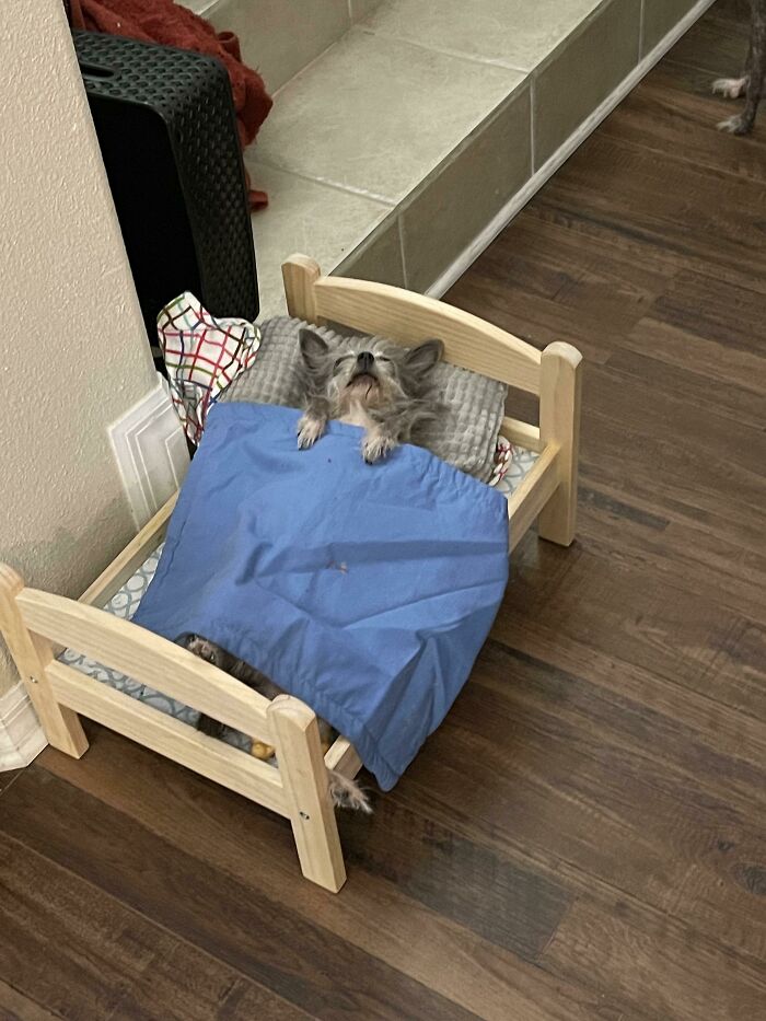 My Dog Has Started Laying Down Like A Person