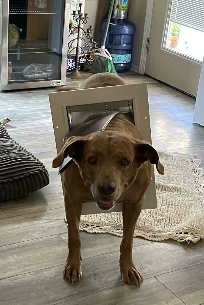 She Jumped The Gun On The New Doggie Door Installation