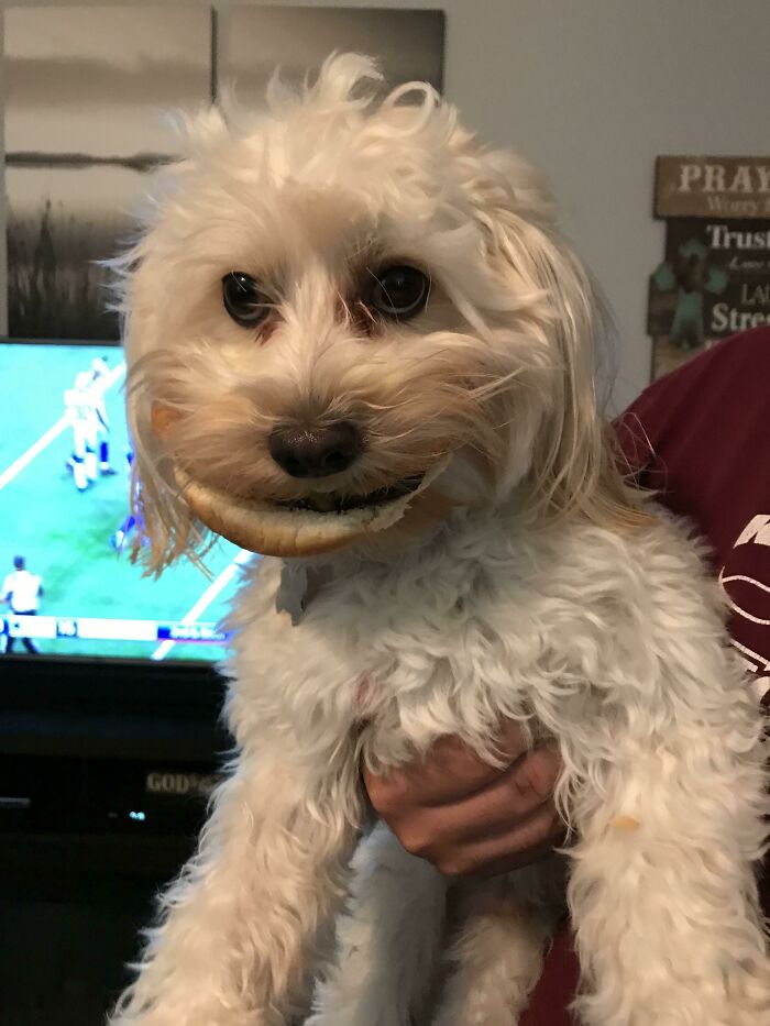 He Stole A Cheeseburger And Just Had It Sitting In His Mouth 