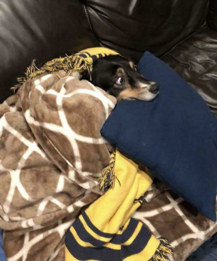 My Dog’s Reaction To Fourth Of July Fireworks