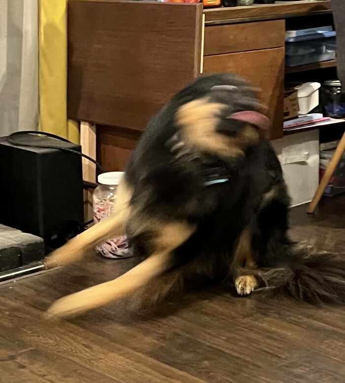 Dog Sitter Sent Me This Piece Of Art With No Context