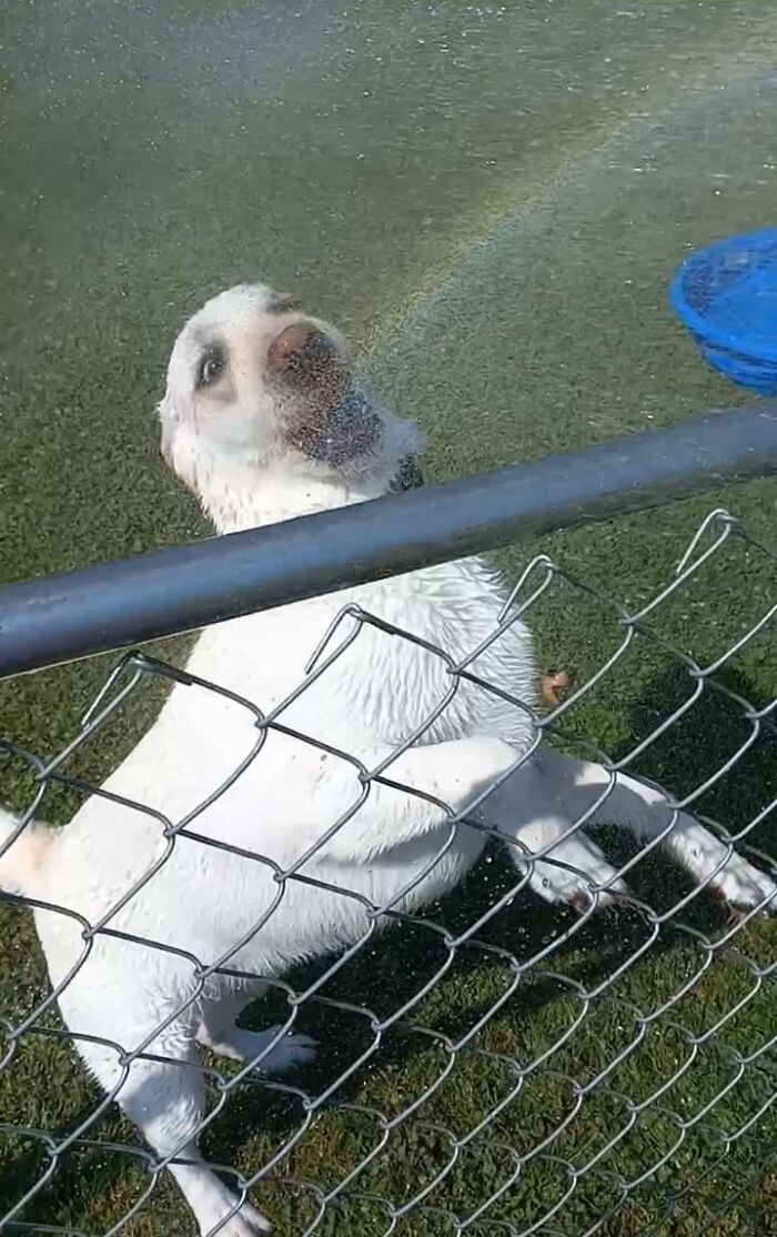 My Dog Got Into Some Unicorn Eggs And Now She Won't Stop Puking Up Rainbows. Any Advice?