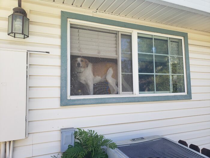We Wouldn't Let Her In The Pool, So She Stared At Us From The Windowsill.