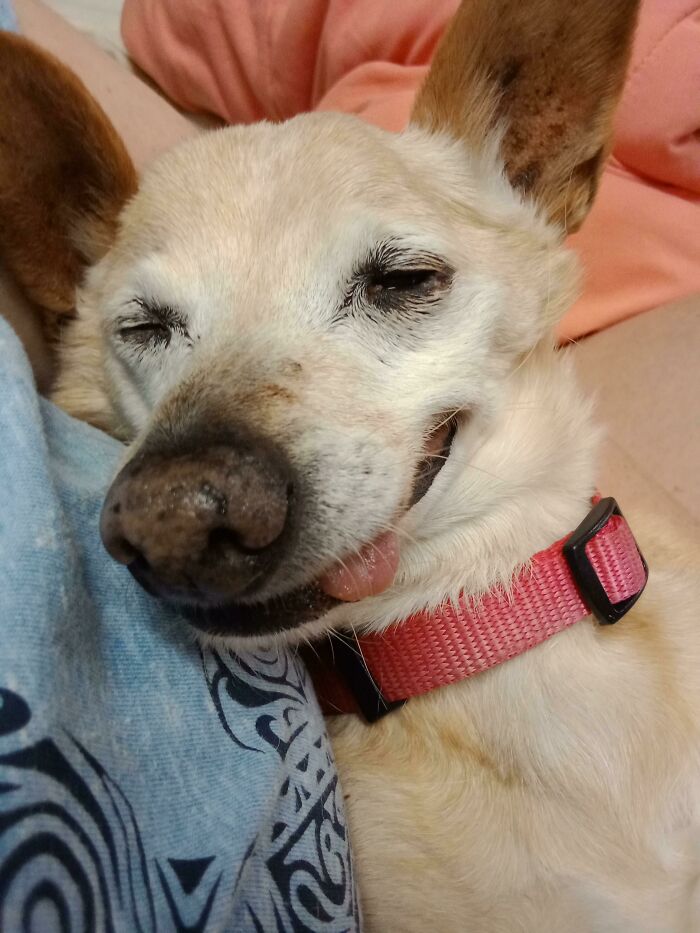 This Is Our One Tooth Dog Taco Who Likes To Be Snuggled Like A Little Baby To Go To Bed.