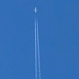 siena_fellhauer avatar