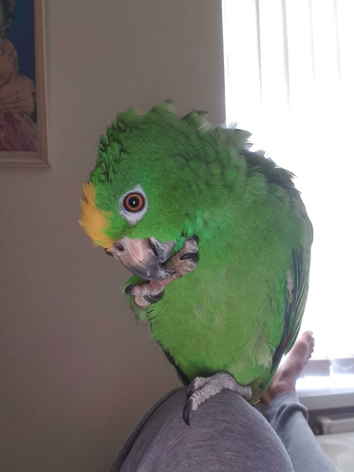 Is This A Parrots Way Of Thinking?