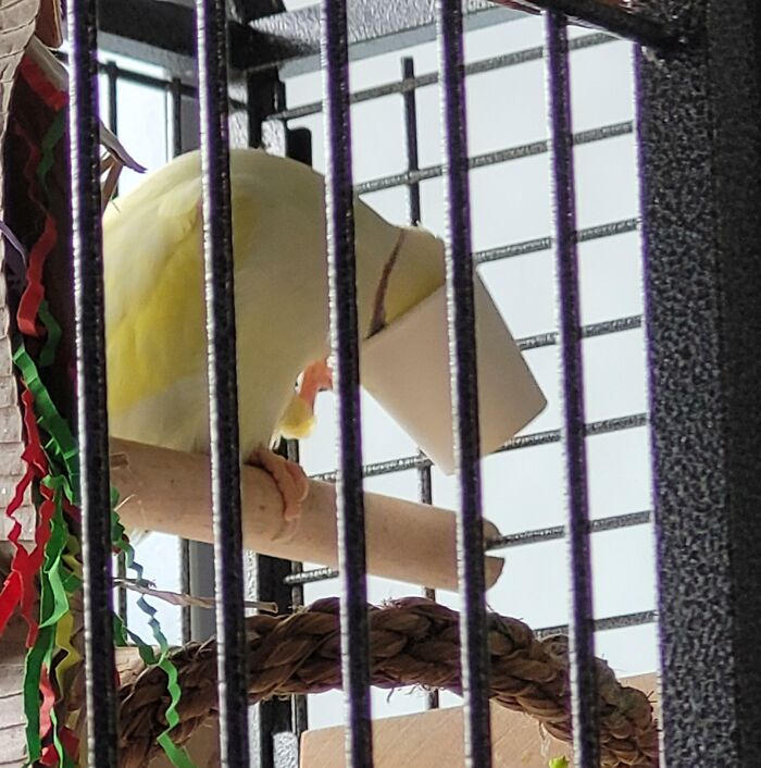 Just Talking To Himself In The Cup