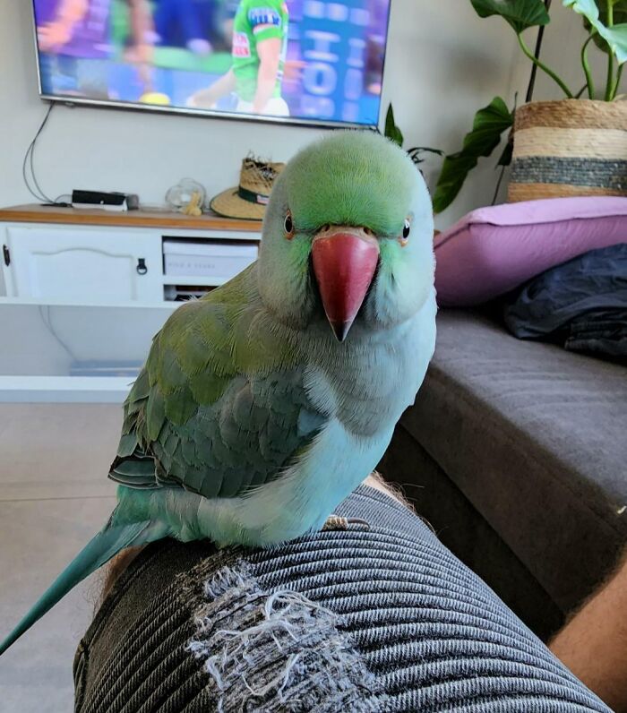 Lenny Not Happy I'm Keeping Him Awake During Nap Time