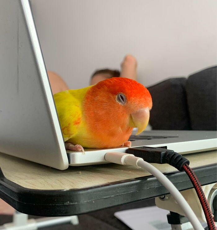 Sleepy Boy Keeping His Belly Warm On The Laptop