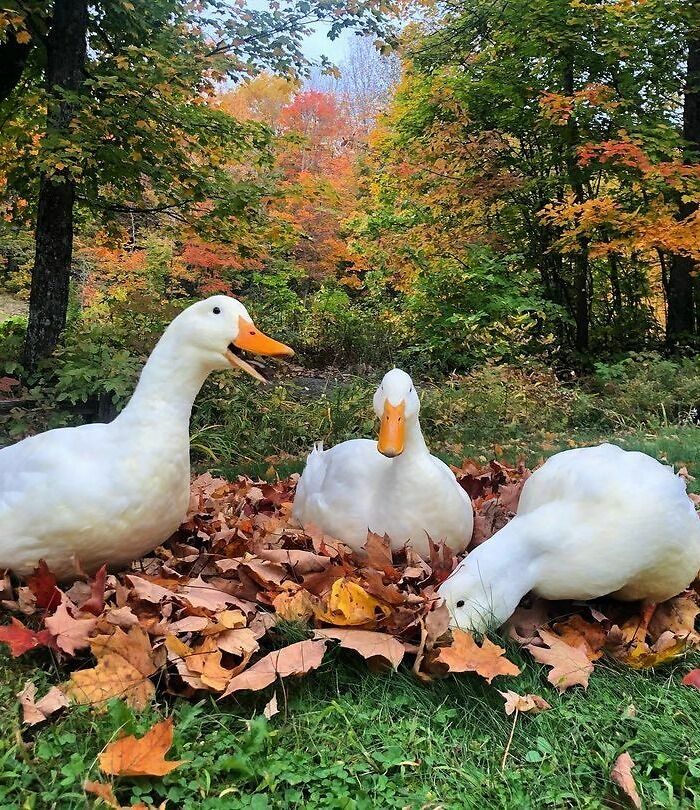 The Three Personalities Captured. The Talker, The Watcher, And The Eater!