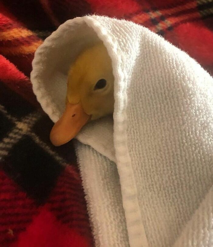 Ready For A Snuggle After Having A Bath